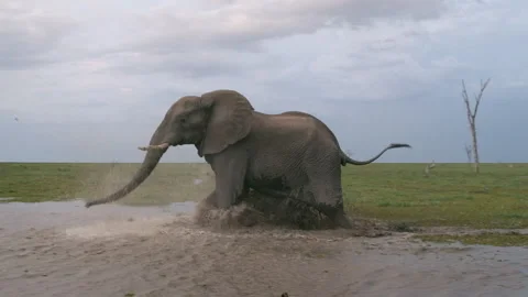 Agitated Elephant Matriarch Stampeding Through Water, Botswana Stock Footage 344191679