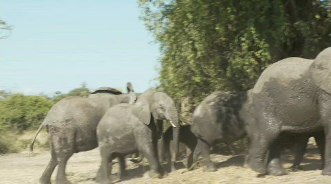 Agitated Elephants 库存影片 348844