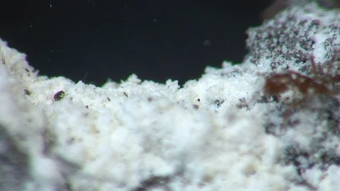 Agitated fire ants outside of colony mound treated with pesticide close A Stock Footage 115511298