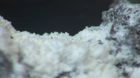 Agitated fire ants outside of colony mound treated with pesticide close C Stock Footage 115511300