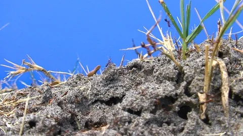 Agitated fire ants swarming outside of colony mound Stock Footage 115509016
