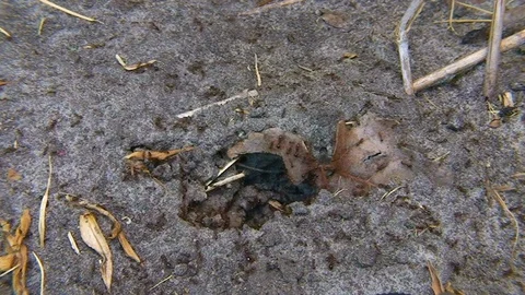 Agitated fire ants swarming outside of colony mound top down Stock Footage 115509053