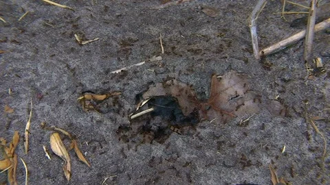 Agitated fire ants swarming outside of colony mound treated with pesticide Stock Footage 115509070