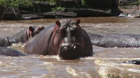 An agitated hippo in the river looking at the camera 스톡 동영상 100986233