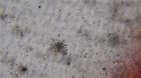 Agitated microorganisms that are seen with a light microscope Vídeos de archivo 60779869