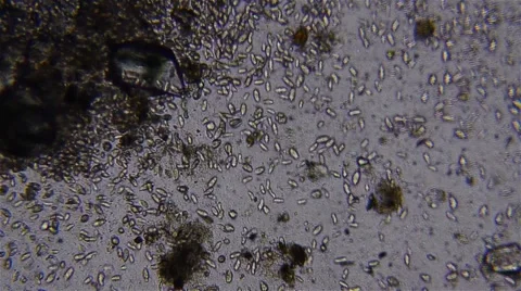 Agitated microorganisms that are seen with a light microscope Vídeos de archivo 60798454