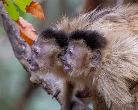 Agitated pair of Capuchin Monkeys Stock Photos