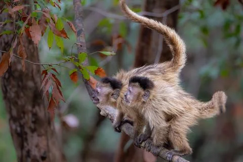 Agitated pair of Capuchin Monkeys Stock Photos