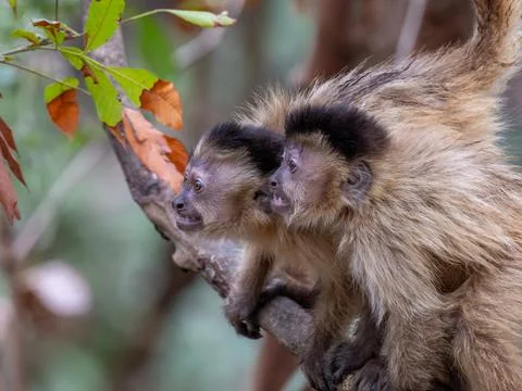 Agitated pair of Capuchin Monkeys Stock Photos