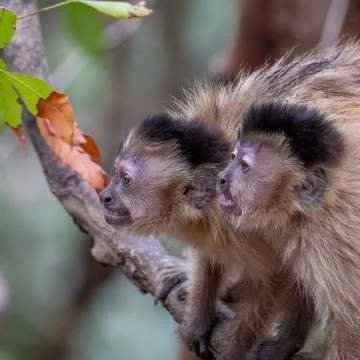 Agitated pair of Capuchin Monkeys Stock Photos