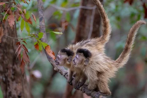 Agitated pair of Capuchin Monkeys Stock Photos