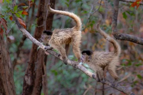 Agitated pair of Capuchin Monkeys Stock Photos