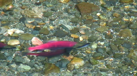 Agitated spawning salmon (closeup) Stock Footage 560178