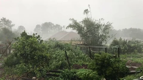 Agitated trees in a backyard by powerful wind during hurricane Irma, Florida 스톡 동영상 81643296