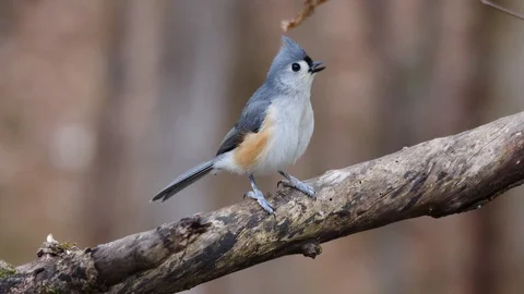 Agitated Tufted Titmouse bird Vídeo Stock 103043315