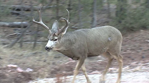 Agitated Winner of Buck Fight Gets Too Close Stock Footage 49360138