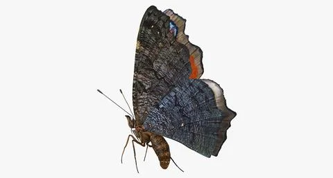 Aglais io Butterfly Flying Pose 3D Model 3D Model