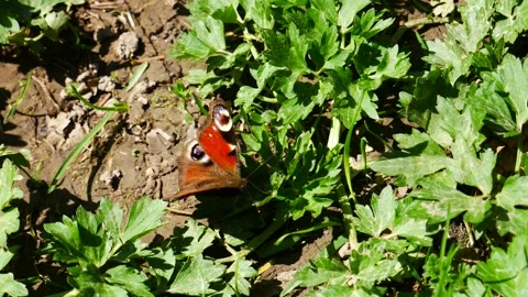 Aglais io crawls on the grass in the forest. 스톡 동영상 239330537