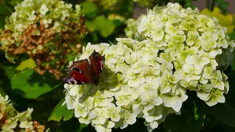 Aglais io eats nectar on a hydrangea flower. Video stock 320123019