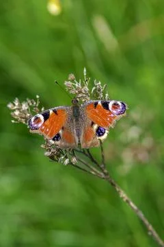 An Aglais io Stock Photos