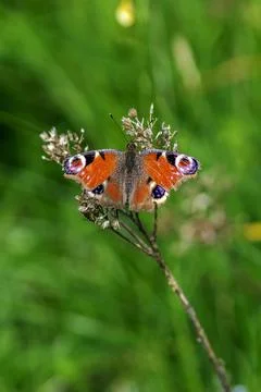 An Aglais io Stock Photos