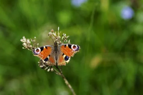 An Aglais io Stock Photos