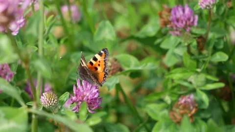 Aglais urticae eats nectar on a clover flower. Video stock 134389650