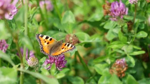 Aglais urticae eats nectar on a clover flower Stock Photos