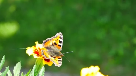 Aglais urticae eats nectar on a marigold. Video stock 157048656
