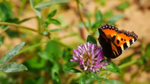 Aglais urticae eats nectar on a pink clover flower. 스톡 동영상 248772553
