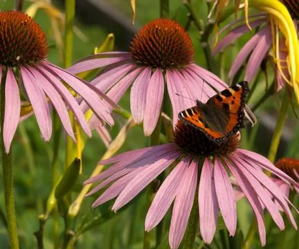 Aglais urticae. Stock Photos