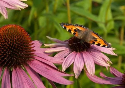 Aglais urticae. Stock Photos