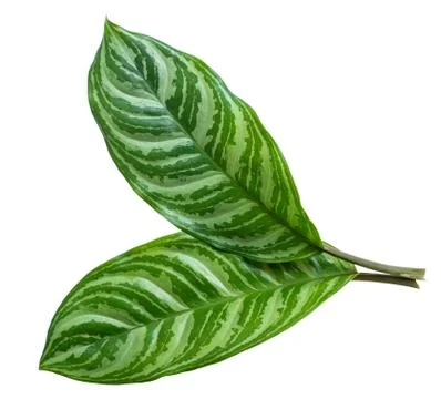 Aglaonema charming green leaf pattern Foto stock