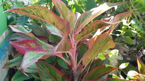 Aglaonema Commutatum 1 Stock Footage 267178970