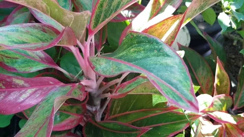 Aglaonema Commutatum 2 Stock Footage 267178976
