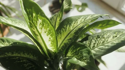 Aglaonema Diffenbachy Planet in Pot, close up of home flowers decoration shop Stock Footage 229893428