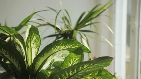 Aglaonema Diffenbachy Planet in Pot, close up of home flowers decoration shop 库存影片 229893471