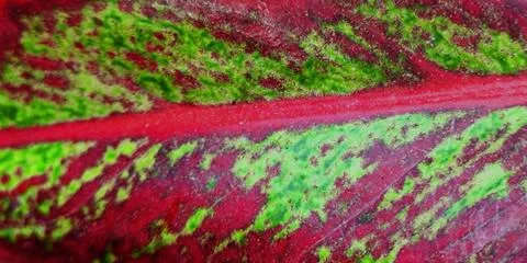 Aglaonema Leaf Stock Photos