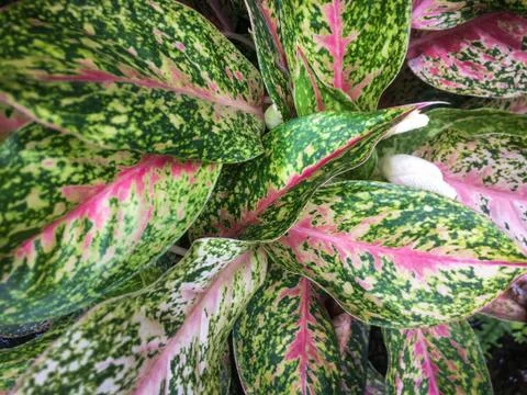 Aglaonema pattern and background Stock Photos