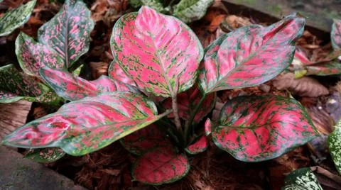 Aglaonema Stock Photos