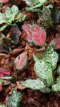 Aglaonema Stock Photos