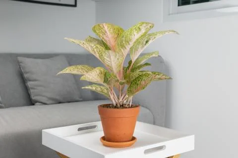 Aglaonema Foto stock