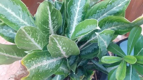 Aglaonema Stock Photos