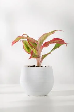 Aglaonema Stock Photos