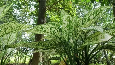 Aglaonema Spring Snow Stock Footage 224695065