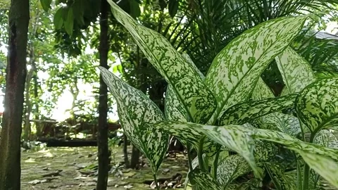 Aglaonema Spring Snow - White Dalmation plant, swaying in the wind Stock Footage 226729383