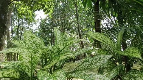 Aglaonema Spring Snow - White Dalmation plant, swaying in the wind Stock Footage 226729405