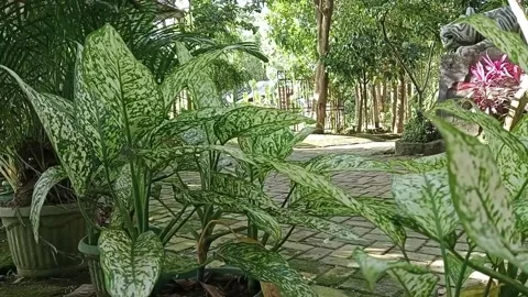 Aglaonema Spring Snow - White Dalmation plant, swaying in the wind Stock Footage 226729488