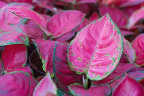 Aglaonema Super Red tree. The? view?s? beautiful? pink? leaves? pattern? wa.. Stock Photos