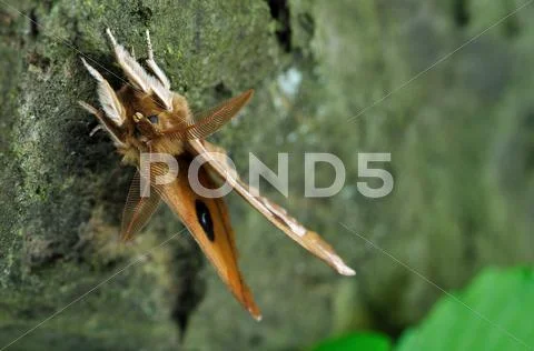Aglia tau Stock Photos